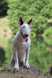 BULL TERRIER 003